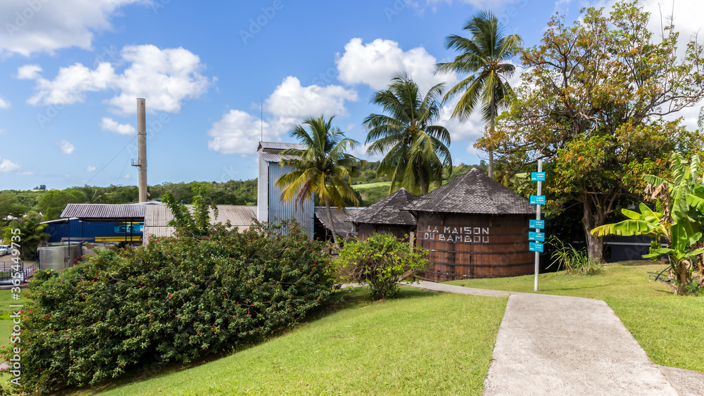 Obraz premium tropical garden with palm trees in Martinique
