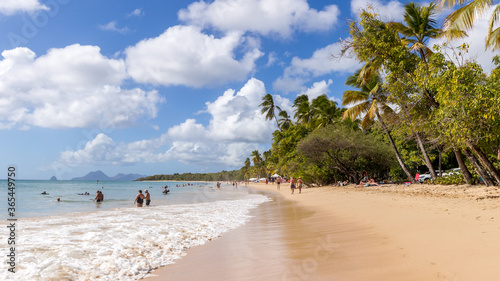 tropical beach with coconut trees in Martinique