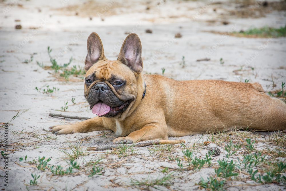 In the summer afternoon in the park, a French bulldog lies on the ground.
