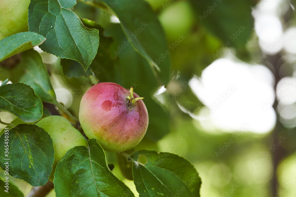 Green apples grow in the summer garden. Green background Green apples grow in the summer garden. Green background