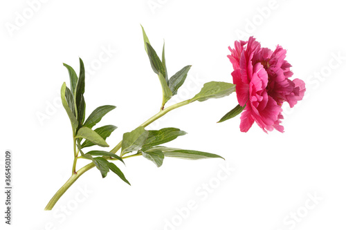 Bright pink peony flower isolated on a white mint color background.