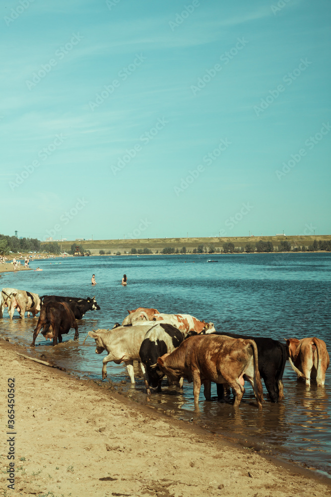 Brown, white, black cows stand in the water near the shore against a blue sky