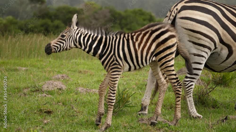 Cute Zebra foal stands and shakes head, mother walks away, cloudy day Cute Zebra foal stands and shakes head, mother walks away, cloudy day