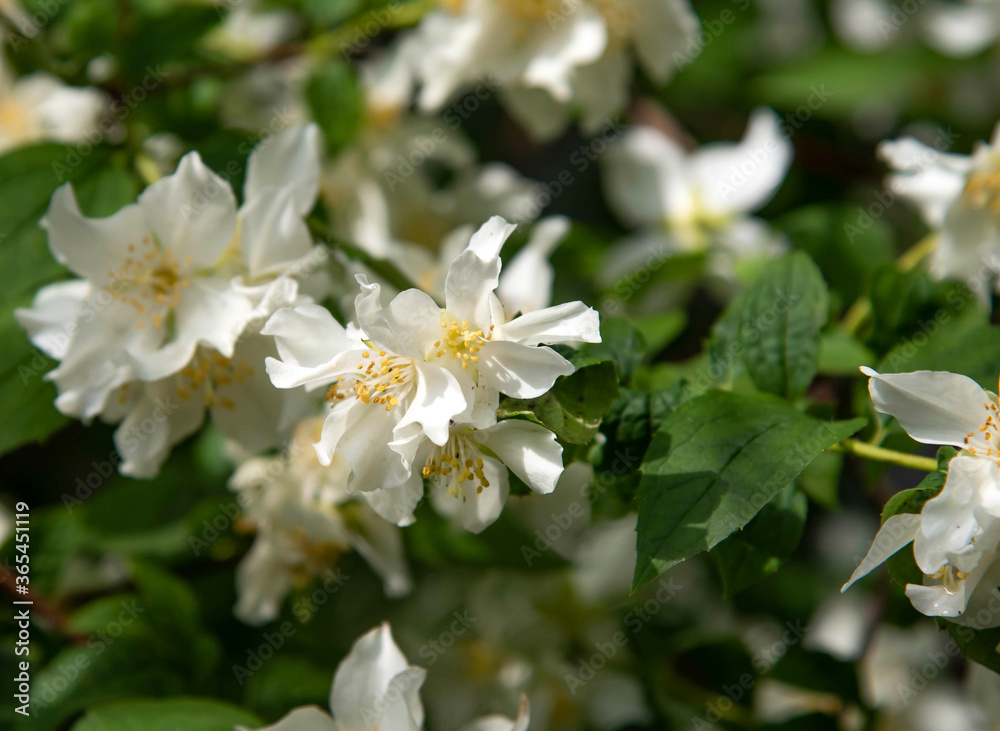 White jasmine blooms in the garden. Jasmine flower