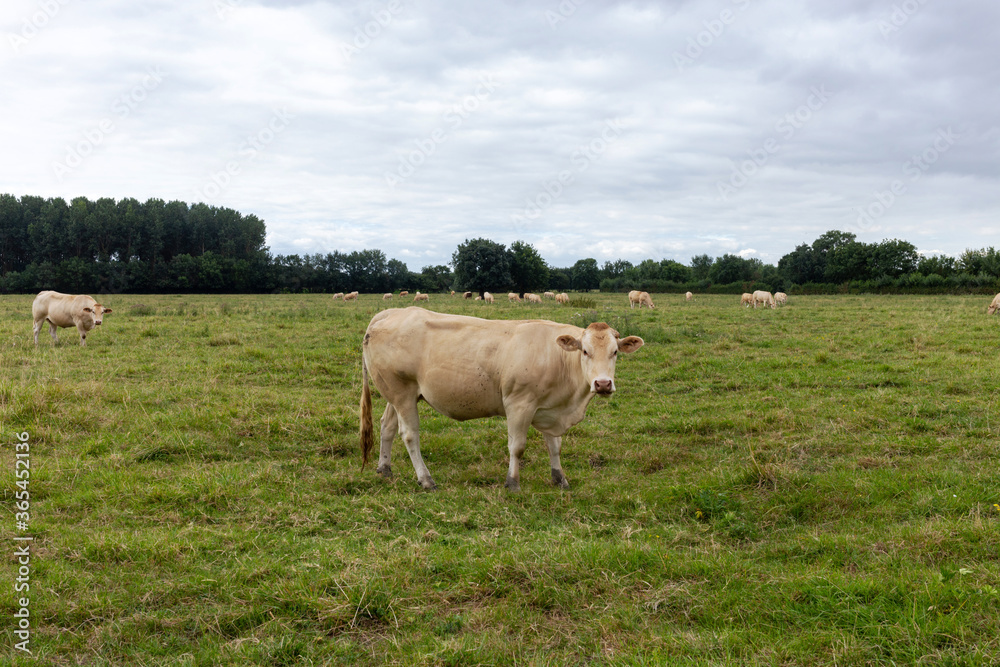White cow in the field, cow raised for fattening, bovine originating in France, rustic cattle breed