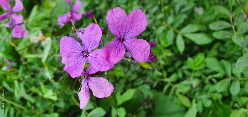 Fototapeta premium Blume