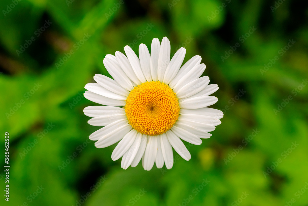 Single chamomile flower on a background of green grass in summer