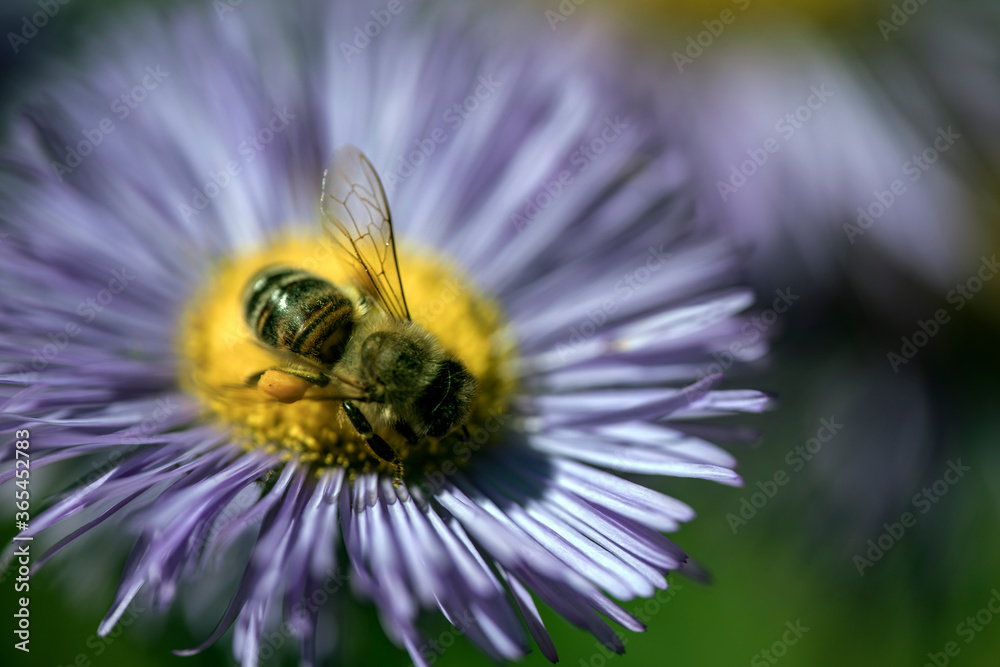 bee on a flower, nacka, stockholm, sweden, sverige bee on a flower, nacka, stockholm, sweden, sverige