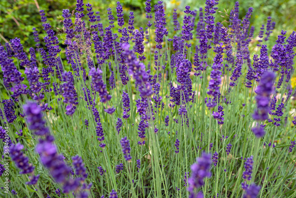 Naklejka premium pole lawendy, nacka, sztokholm, szwecja, sverige