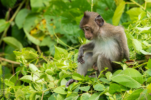 Young male Crab-eating macaque sitting on top of the bush © phichak