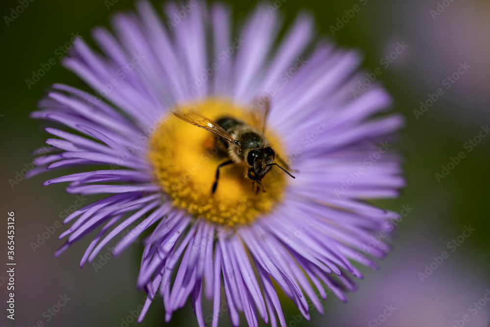 bee on a flower, nacka, stockholm, sweden, sverige bee on a flower, nacka, stockholm, sweden, sverige