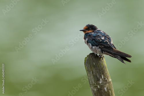 Barn Swallow perching on wood stump © phichak