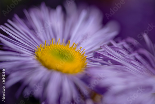 close up of violet flower  nacka  stockholm  sweden  sverige