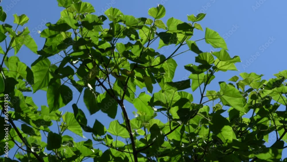 Paulownia tomentosa tree, or the empress, or the princess, or foxglove tree is swinging in different directions from strong wind. Huge green leaves against blue cloudless sky. Paulownia tomentosa tree, or the empress, or the princess, or foxglove tree is swinging in different directions from strong wind. Huge green leaves against blue cloudless sky.