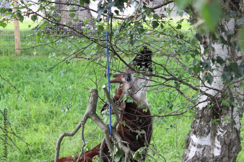 An okapi lookimg up towards a tree  photo