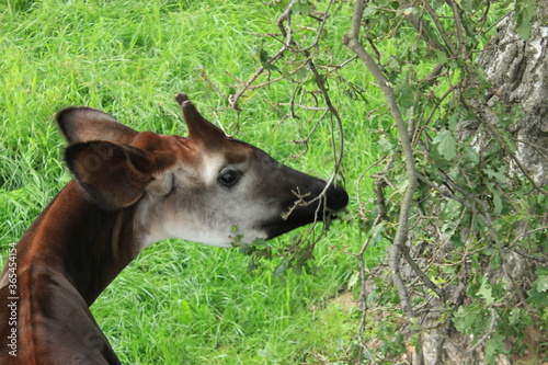 Okapi eating from a tree, Yorkshire wildlife park 