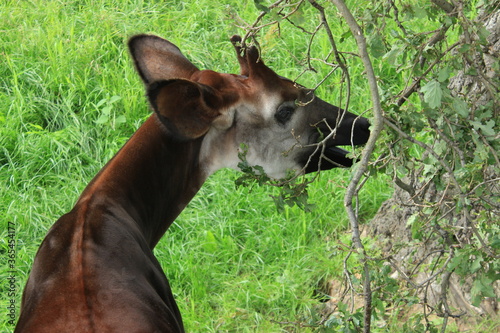 A beautiful okapi eating from a tree 