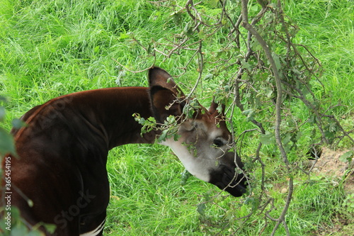 An okapi at the zoo 