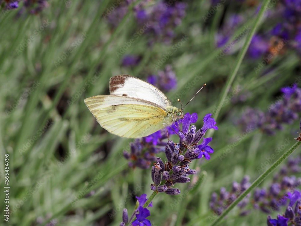 Naklejka premium White butterfly collects nectar on purple lavender flowers in July in Hungarian rural area