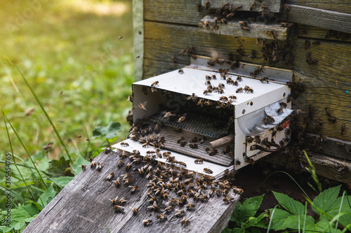 Flying bees near the hive. Wooden beehive and bees. Plenty of bees at the entrance of old beehive in apiary