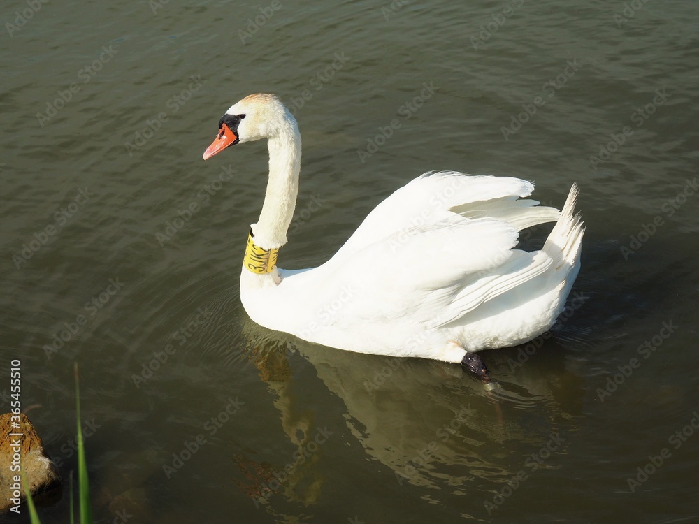 White beautiful swimming swan bird with indicator neck ring on the lake Balaton in Hungary in June White beautiful swimming swan bird with indicator neck ring on the lake Balaton in Hungary in June