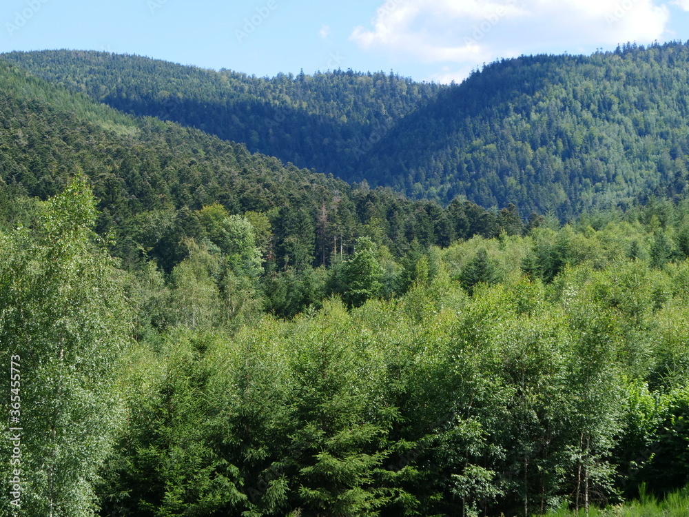 A landscape from the Vosges department.
