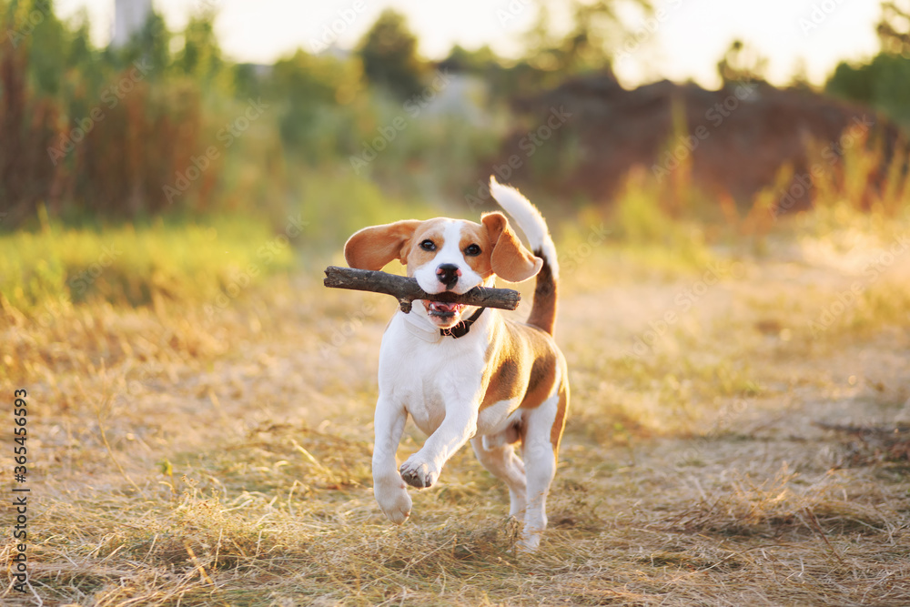 Happy beagle dog playing fetch with the stick outdoors. Active dog pet on a walk. Sunset scene colors