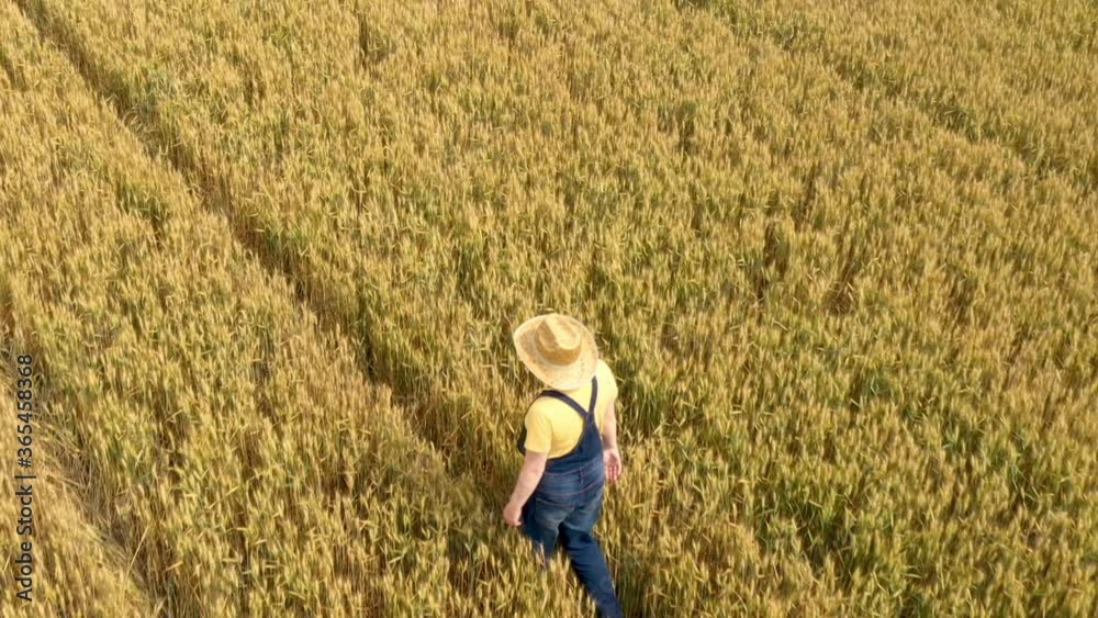 Aerial view of female farmer working in ripe barley crop field Aerial view of female farmer working in ripe barley crop field