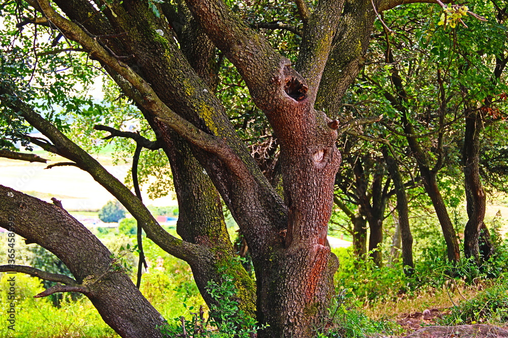 fondo natural con arboles y ramas en verano fondo natural con arboles y ramas en verano