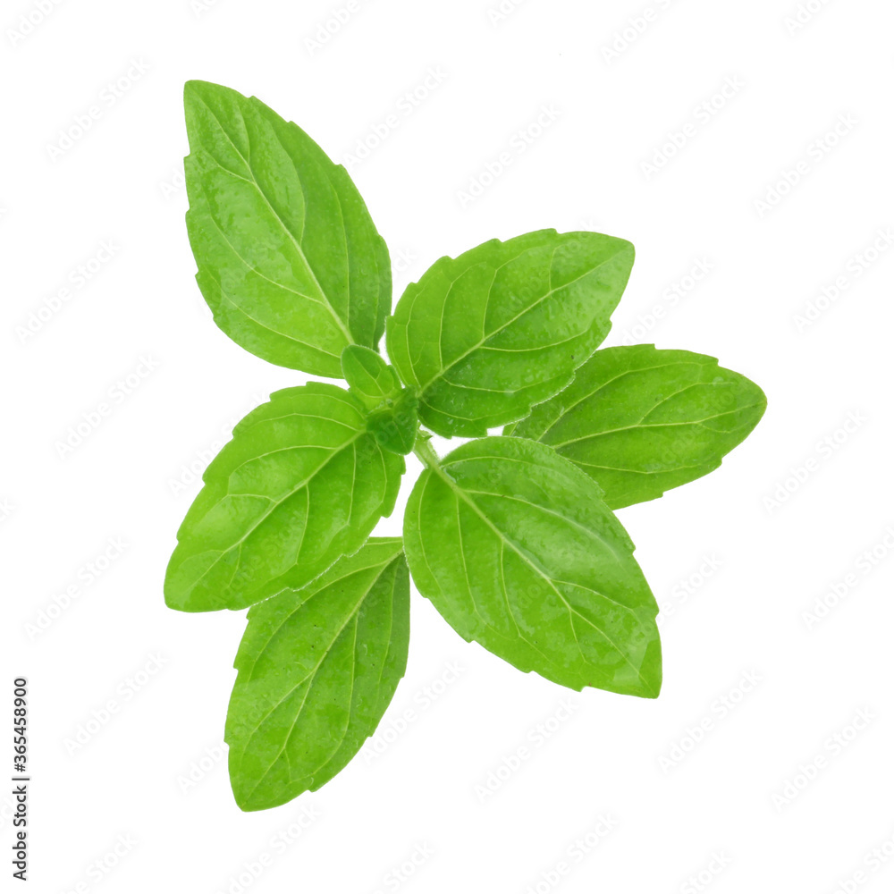 brach of mint isolated on white background