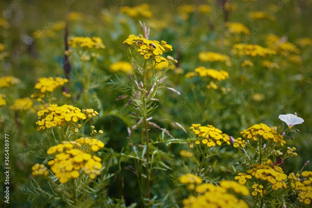 beautiful yellow flowers in the summer field beautiful yellow flowers in the summer field