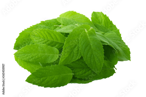 heap of green mint leaves isolated on white background