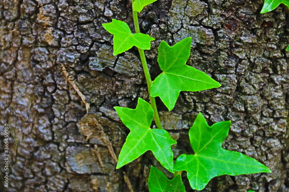 fondo natural con hojas verdes sobre tronco de árbol