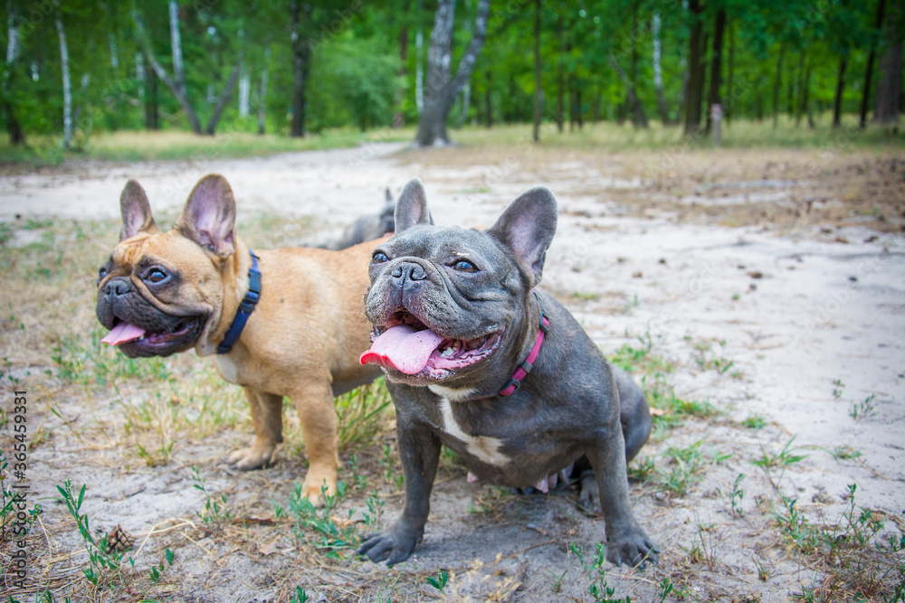 In spring, on a bright sunny day, two French bulldogs walk in the forest.