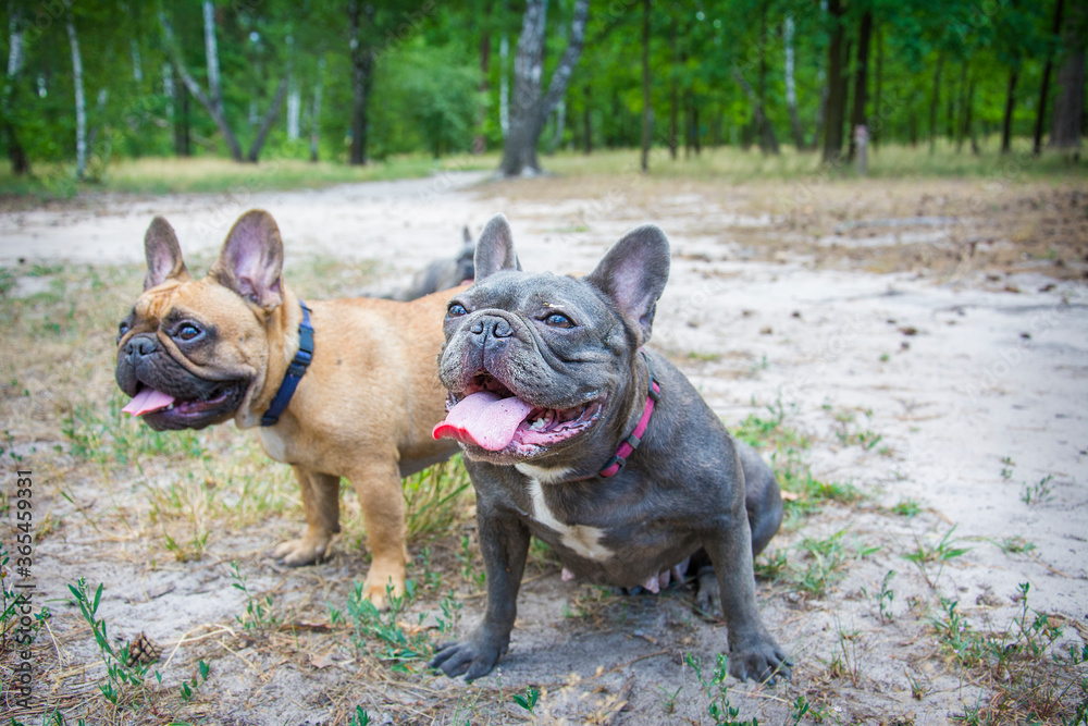In spring, on a bright sunny day, two French bulldogs walk in the forest. In spring, on a bright sunny day, two French bulldogs walk in the forest.