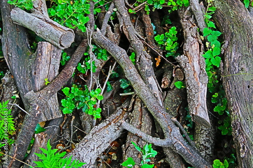 Fototapeta Naklejka Na Ścianę i Meble -  fondo natural con ramas y troncos de árbol en el bosque