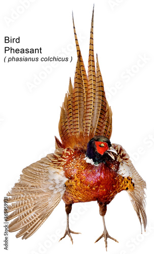 bird pheasant © Алексей Круглов