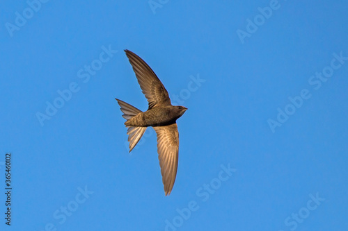 Black swift flying on the blue sky. Common Swift (Apus apus). photo