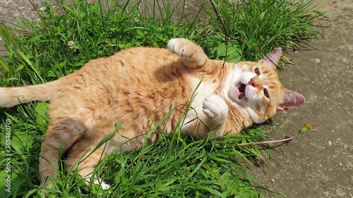 Ginger tabby cat lies and plays with a twig on the grass.
