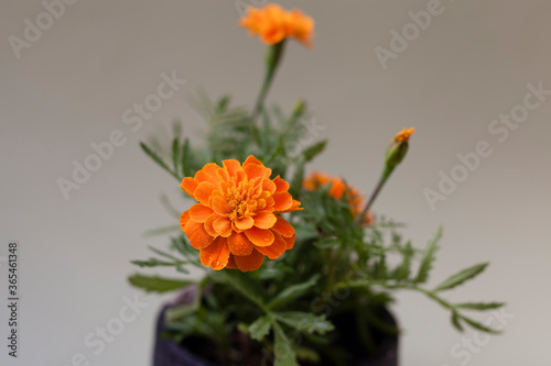 Tagetes erecta or marigold on a black pot with grey background negative space. Floral design elements.