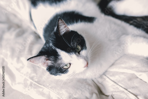 Portrait of sweet sleep black and white cat
