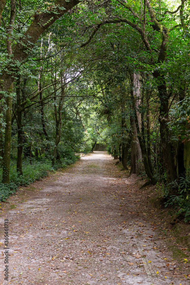 Ground path in the park