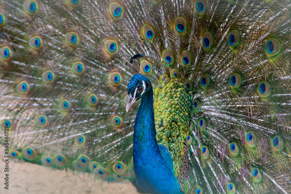 Naklejka premium A beautiful male peacock fluffed a colorful multicolored tail