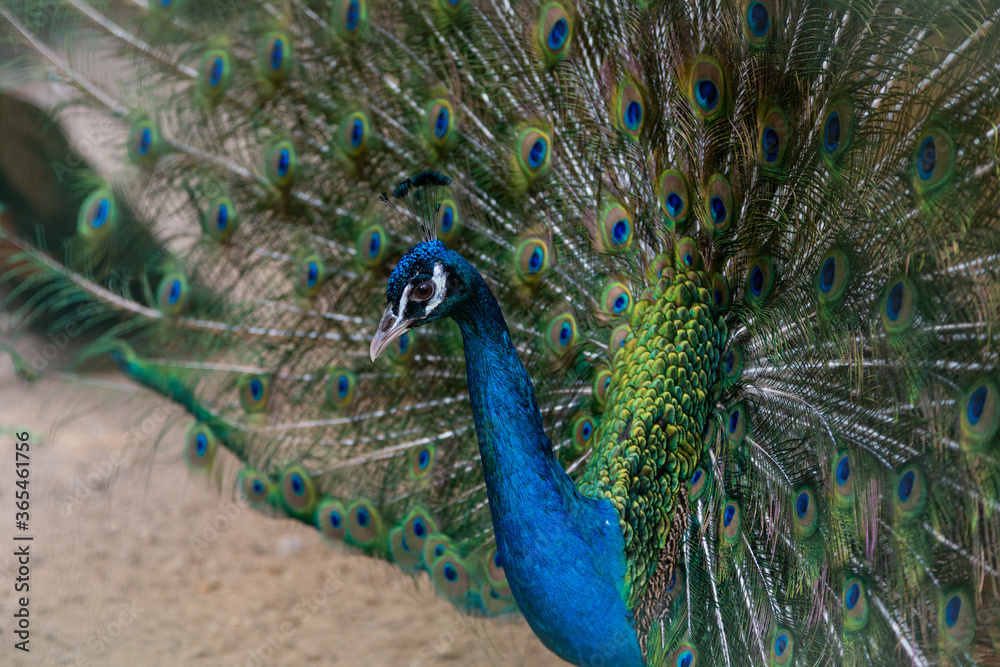 Obraz premium A beautiful male peacock fluffed a colorful multicolored tail