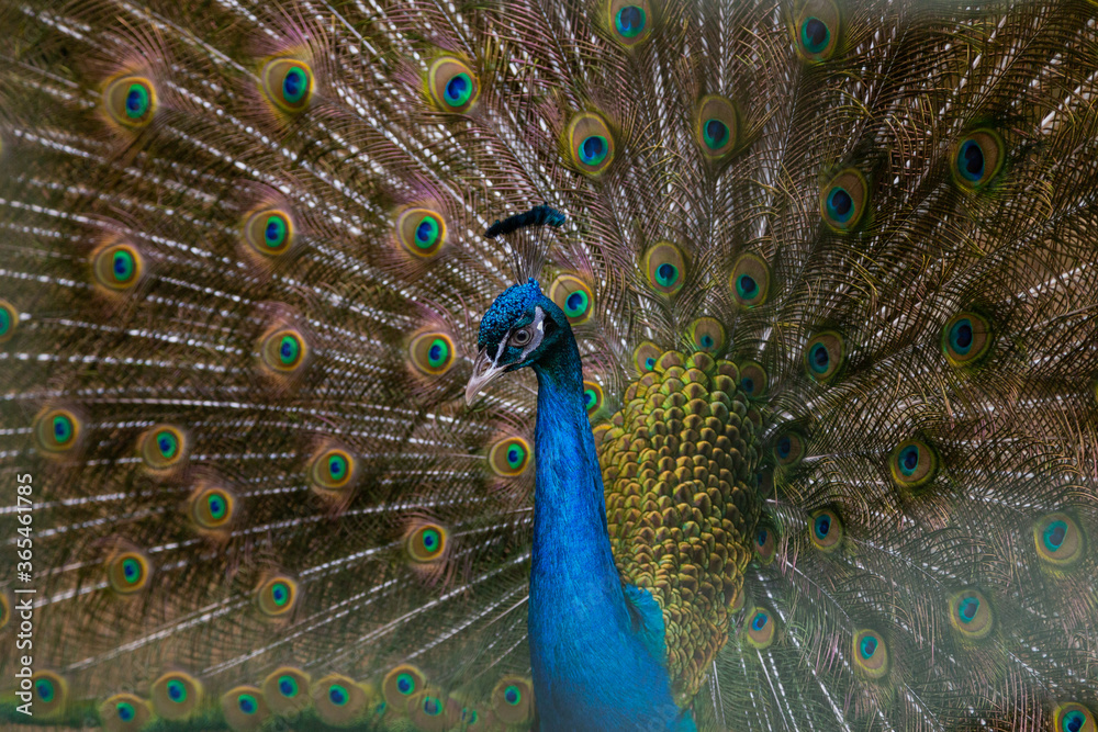 Naklejka premium A beautiful male peacock fluffed a colorful multicolored tail