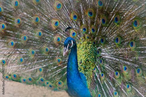 A beautiful male peacock fluffed a colorful multicolored tail