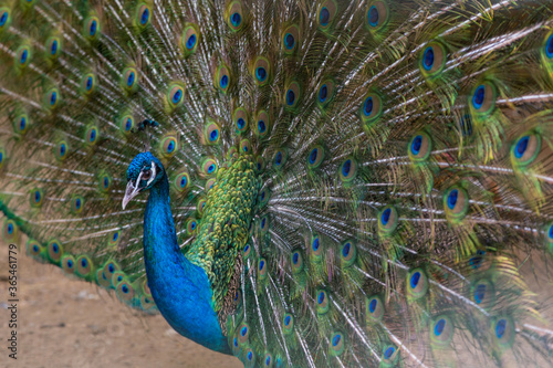 A beautiful male peacock fluffed a colorful multicolored tail