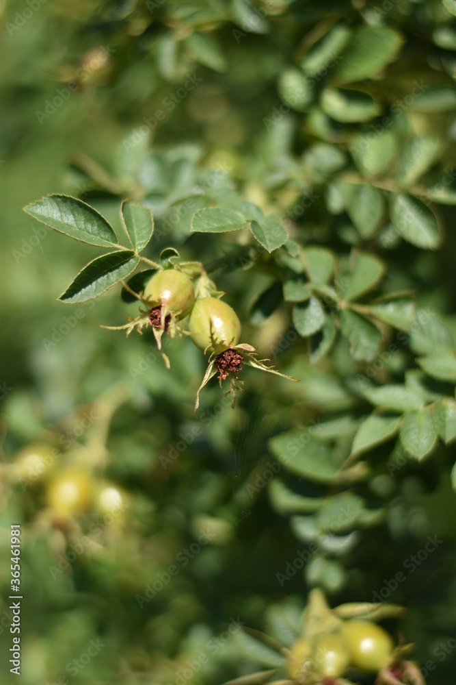 Obraz premium Grüne Hagebutten