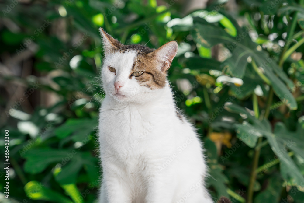 Stray cat in front of blurred background