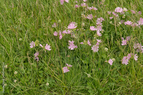 Summer Flowering Pale Pink Musk Mallow Wildflower  Malva moschata  Growing on a Grassy Verge in Rural Devon  England  UK